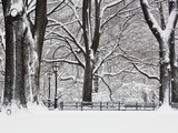 Central Park in Winter