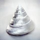 Pearl Trochus Shell