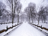 Central Park in winter