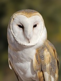 Barn Owl (Tyto alba) at the Sonoran Desert Museum  Tucson  Arizona  USA