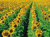Sunflower Field Near Oakbank  Manitoba  Canada