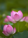 Pink water lily