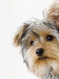 Close up of Yorkshire Terrier