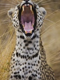 Male leopard yawning