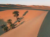 Date palms in a dune near Lake Maflu