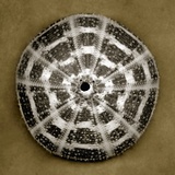 Alphonso Sea Urchin