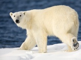 Polar Bear on Snow Covered Iceberg at Spitsbergen