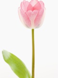 Pink tulip