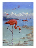 Flamingos wade in shallow tropical and subtropical waters