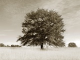 Newnan