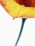 Calla lily