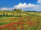 Farmhouse with Cypresses and Poppies