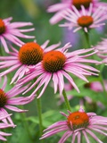 Purple coneflower
