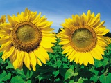 Sunflowers Near Oakbank  Manitoba  Canada