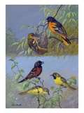 Painting of two different oriole species and their families