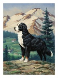 A Bernese mountain dog stands on a hill overlooking a rural valley