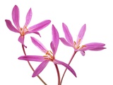 Three Pink Colchicum Flowers on White Background