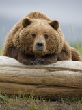 Grizzly Bear Leaning on Log at Hallo Bay