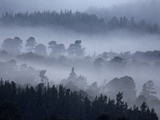 Rothiemurchus Forest in Cairngorms National Park
