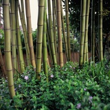 Bamboo Garden with Purple Flowers