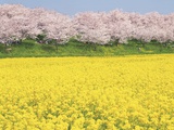 Rape blossom field lined with blossoming cherry trees  Satte  Saitama Prefecture  Japan