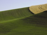 Green and yellow wheat fields in the Palouse Hills of Washington