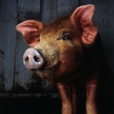 Smiling Pig