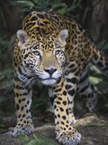 Jaguar in forest in Belize