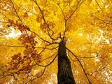 A Sugar Maple (Acer Saccharum) in Fall Colours  Mississagi Provincial Park  Ontario  Canada
