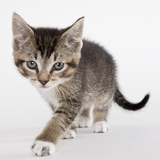 Tabby kitten