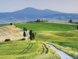 Rural Road Through Corn Fields and Cypress Trees