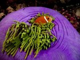 Anemonefish and large anemone