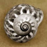 Tiger Snail