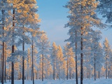 Snow-covered forest