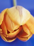 Orange tulip