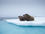 Group of Walrus on ice