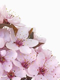Cherry blossoms