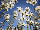 Sun and blue sky through daisies