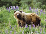 Grizzly Bear  Northern British Columbia  Canada