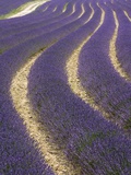 Lavender field