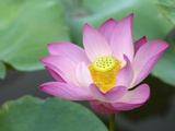 Pink water lily