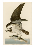 Fish Hawk or Osprey