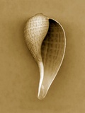 Graceful Fig Shell