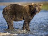 Brown Bear in Stream at Kukak Bay in Katmai National Park