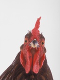Rooster