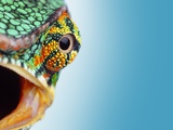 Close Up  Chameleons Eye
