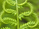 Cinnamon Fern (Osmunda Cinnamomea) Detail of Emerging Fronds  Lively  Ontario  Canada