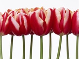 Red Tulips  Close Up  White Background