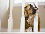 Bulldog puppy with head between balusters