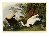 Eider Duck